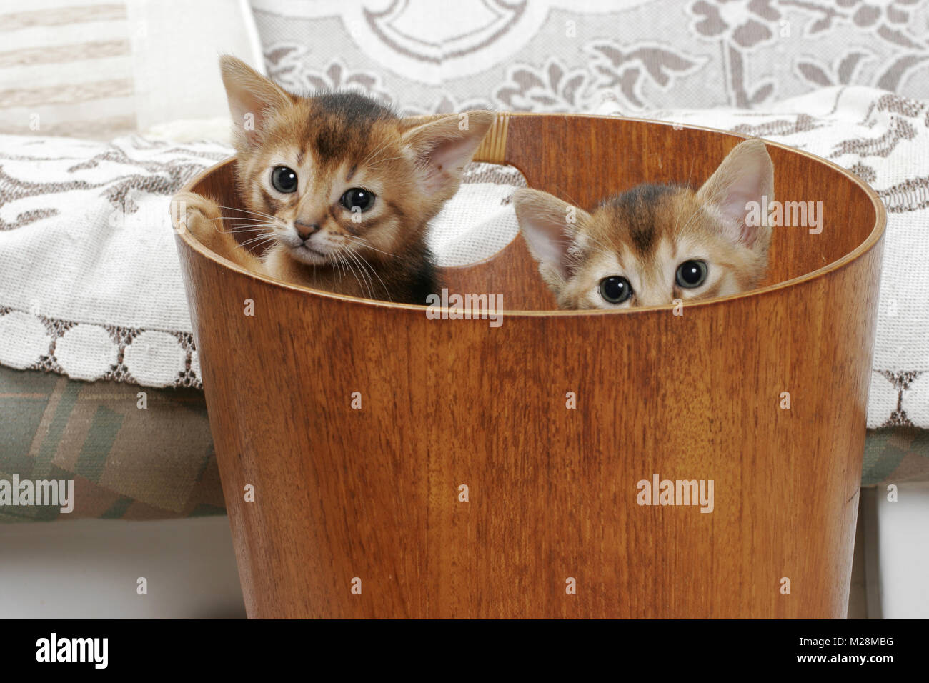 Due rubicondo abissino gattini in una benna Foto Stock