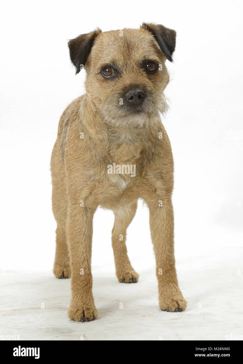 Campione australiano Border Terrier Foto Stock