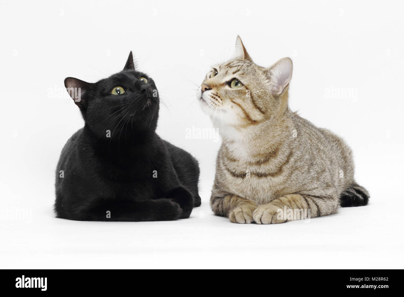 Nero e tabby shorthair cercando Foto Stock