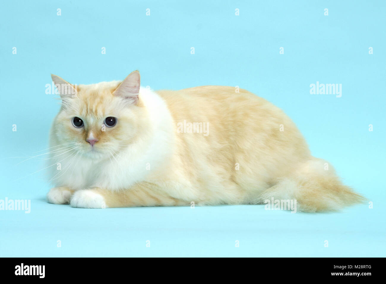 Punto rosso e bianco Ragdoll sdraiato su sfondo blu Foto Stock