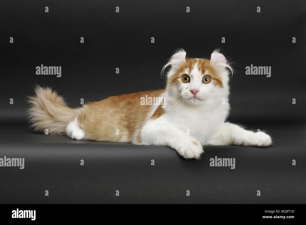 Sgombri Rosso tabby & White American Curl, sdraiato Foto Stock