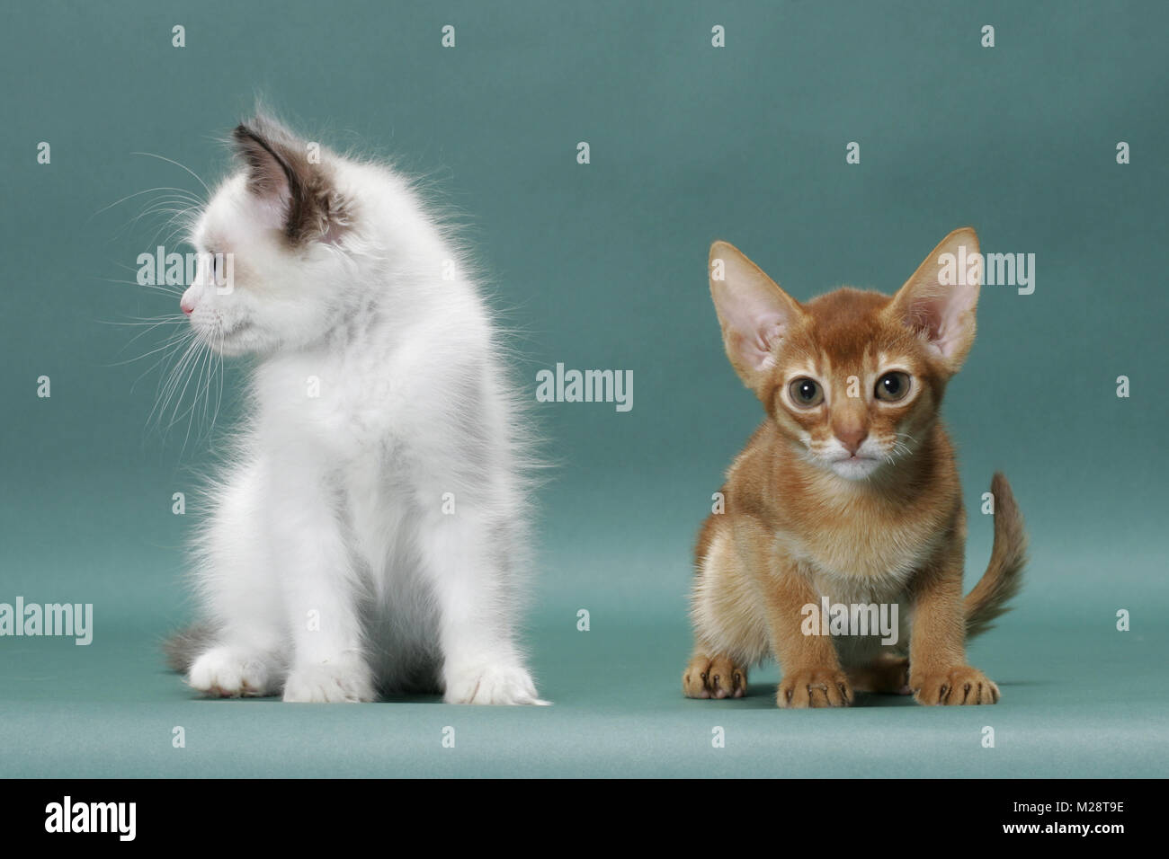 Ragdoll gattino accanto a Sorrel (rosso) abissino gattino Foto Stock