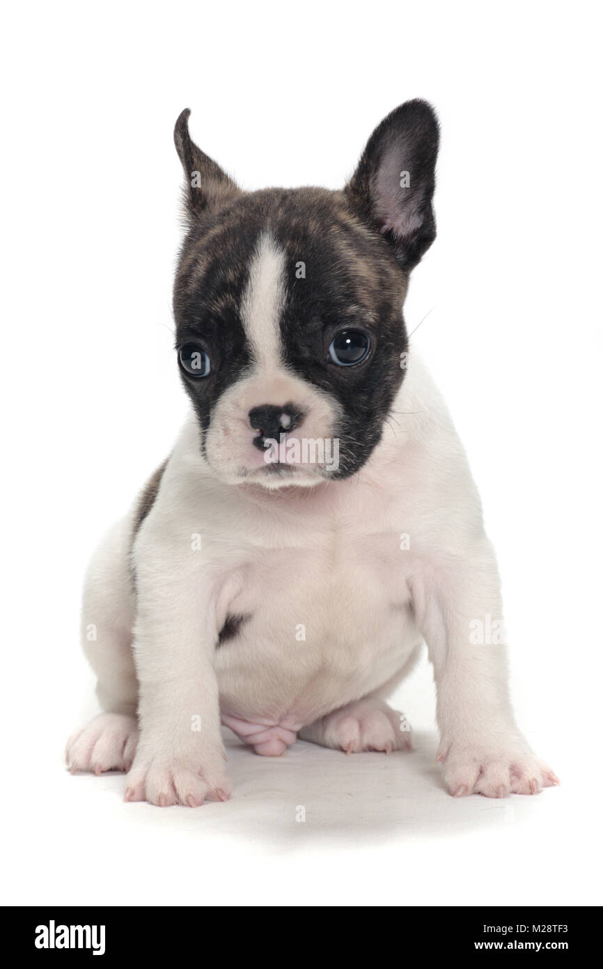 Il tigrato e bianco Boston Terrier cucciolo seduto su sfondo bianco Foto  stock - Alamy