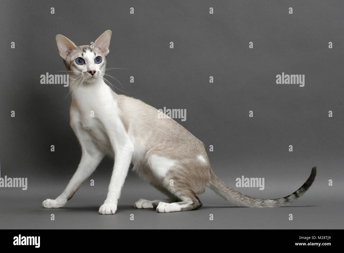 Gatto siamese gatto seduto su uno sfondo grigio, seal lynx point & white Foto Stock