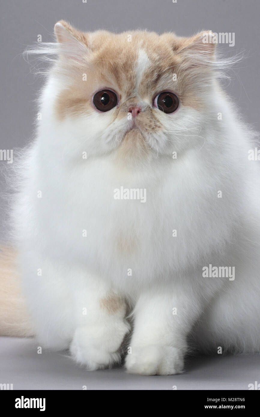 Gatto persiano bianco immagini e fotografie stock ad alta risoluzione -  Alamy