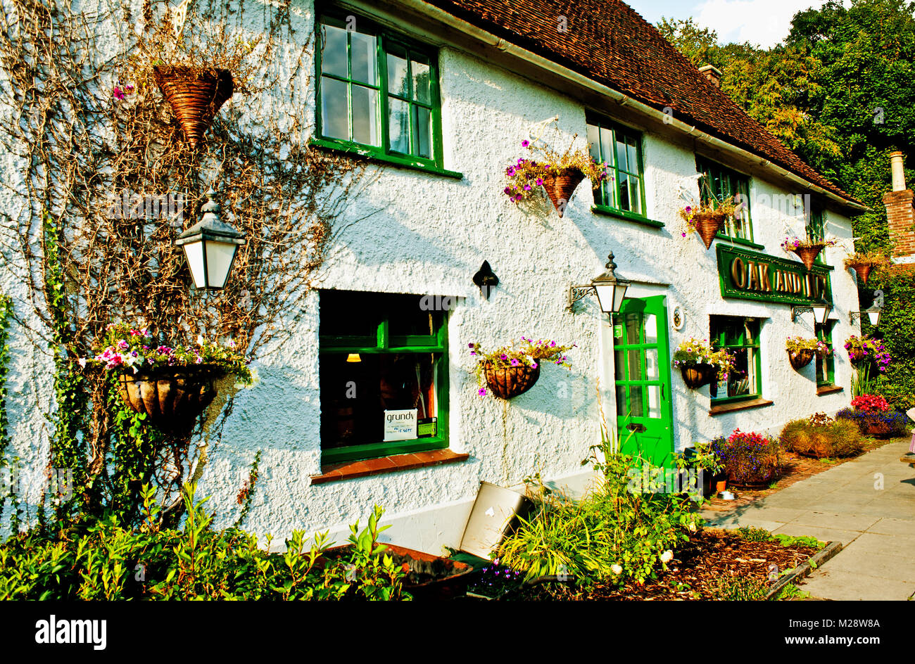 La quercia ed edera a Hawkhurst, Kent Foto Stock