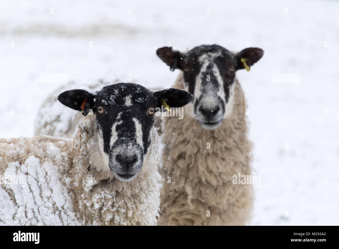 Hawes, UK. Il 6 febbraio, 2018. Pecore in attesa nella neve per alimentazione, vicino Hawes, Wensleydale superiore nel Yorkshire Dales. Credito: Wayne HUTCHINSON/Alamy Live News Foto Stock