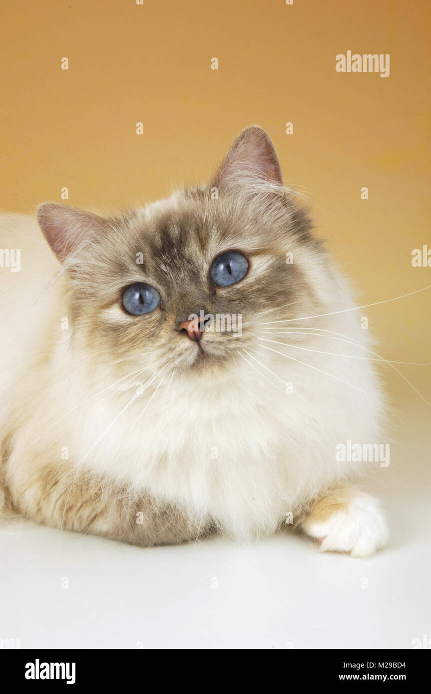 Blue tortie tabby birman cat ritratto Foto Stock