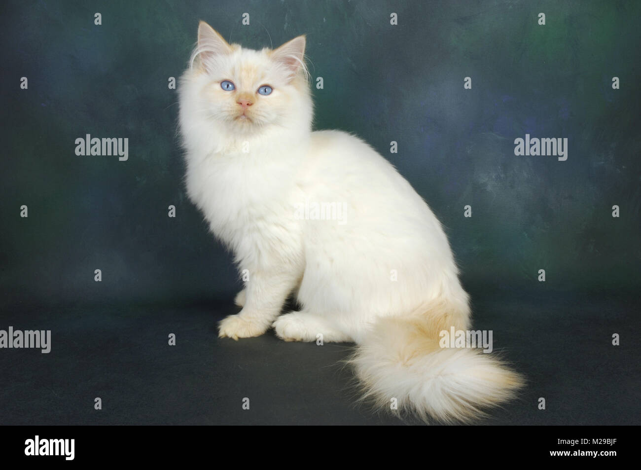 Punto rosso gatto Ragdoll Foto Stock