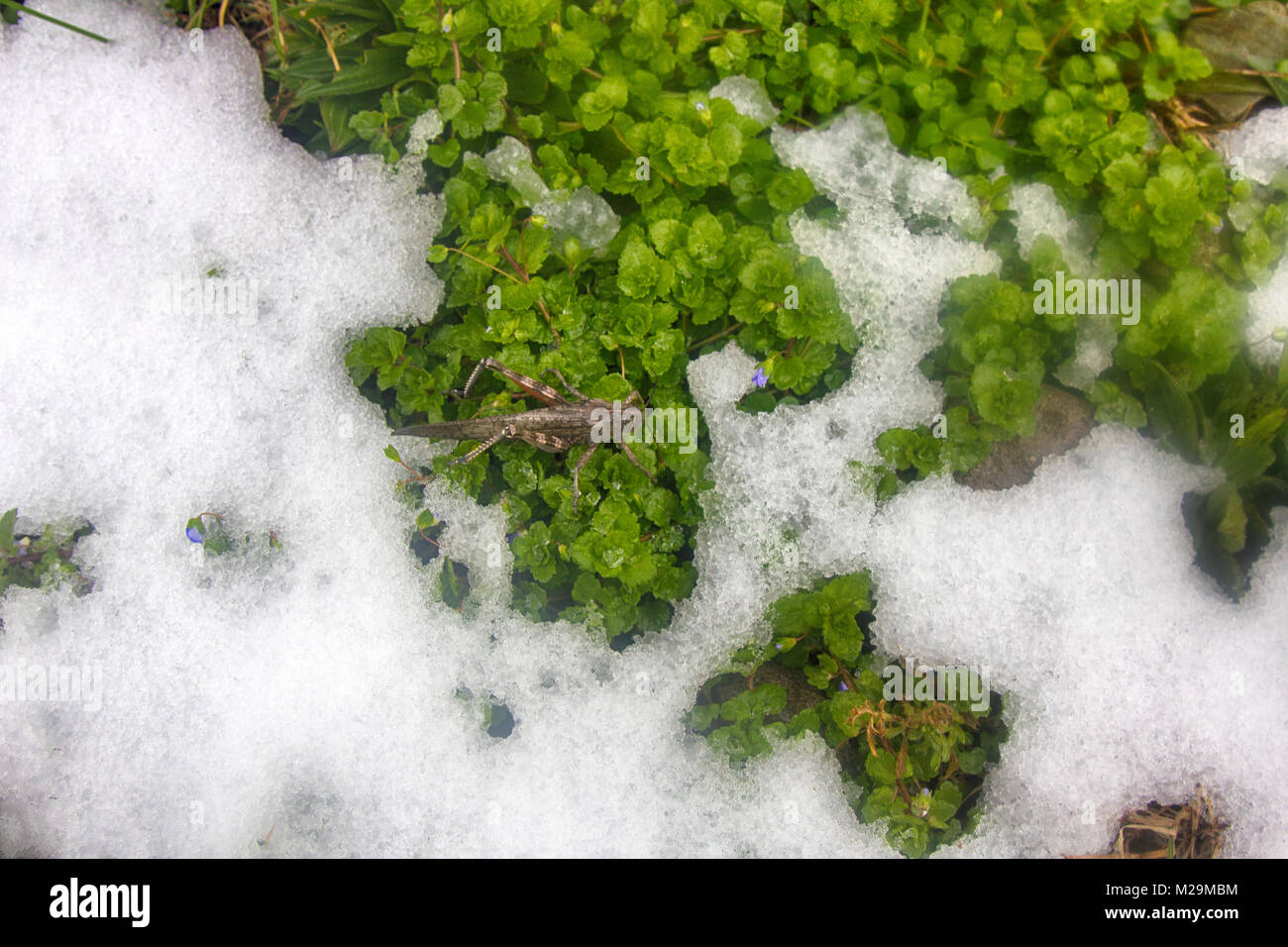 La neve è scesa su erba verde e grasshopper non ha avuto il tempo per trascorrere l'inverno. Brusca transizione da autunno inverno, pre-stagione invernale, prima neve, fr Foto Stock