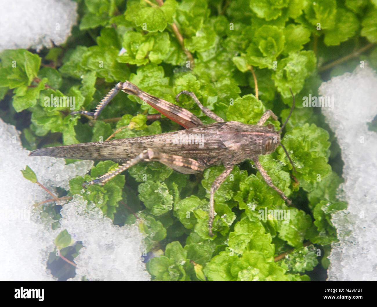 La neve è scesa su erba verde e grasshopper non ha avuto il tempo per trascorrere l'inverno. Brusca transizione da autunno inverno, pre-stagione invernale, prima neve, fr Foto Stock