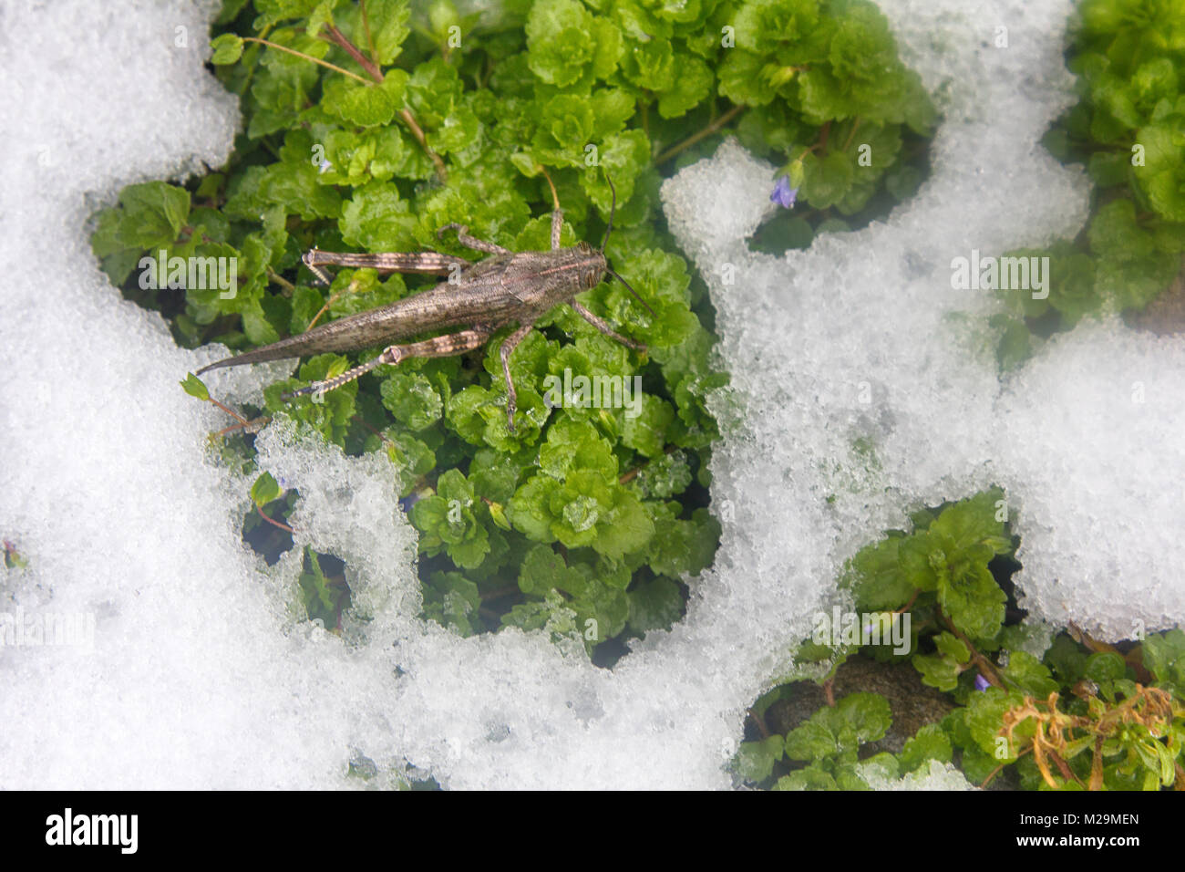 La neve è scesa su erba verde e grasshopper non ha avuto il tempo per trascorrere l'inverno. Brusca transizione da autunno inverno, pre-stagione invernale, prima neve, fr Foto Stock