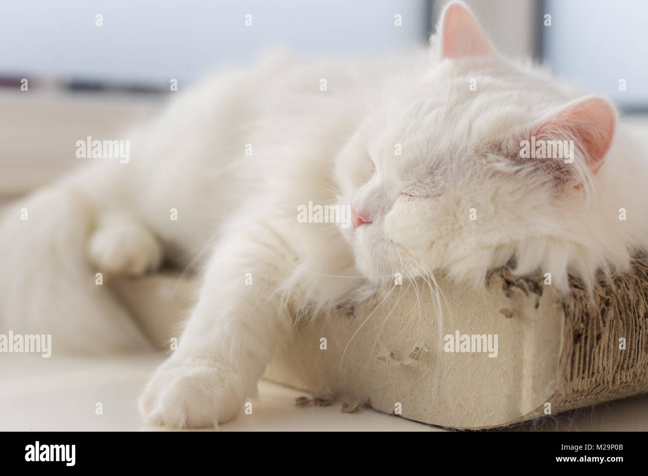 Refrigerate fuori cat prendendo un pisolino sul suo posto preferito dalla finestra... una scena rilassante Foto Stock