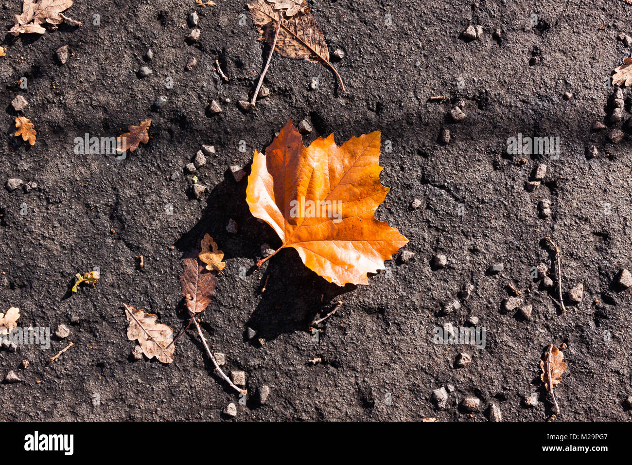 Variopinto caduto foglie di autunno sul terreno testurizzata Foto Stock