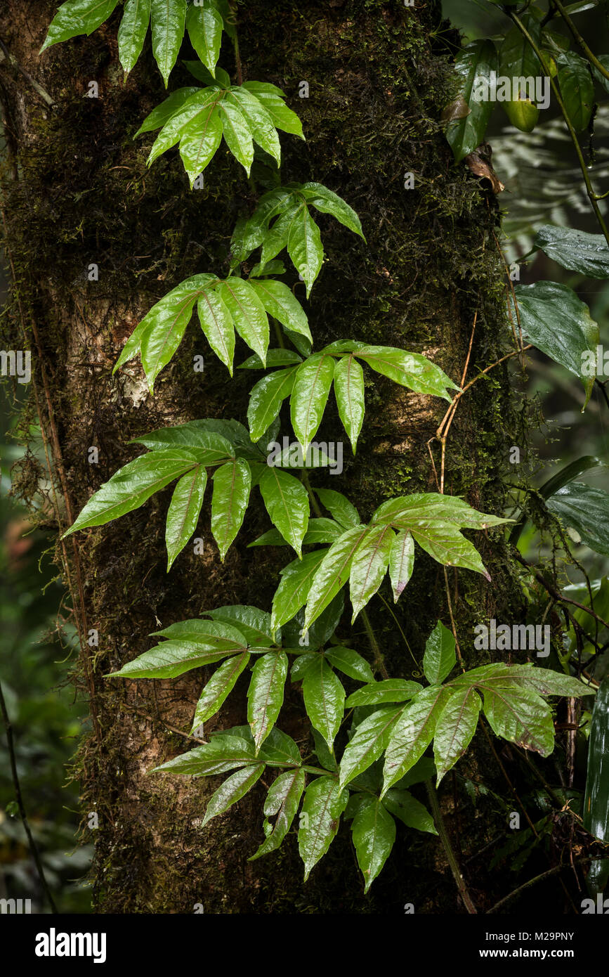 Una scalata liana dalla foresta pluviale atlantica Foto Stock