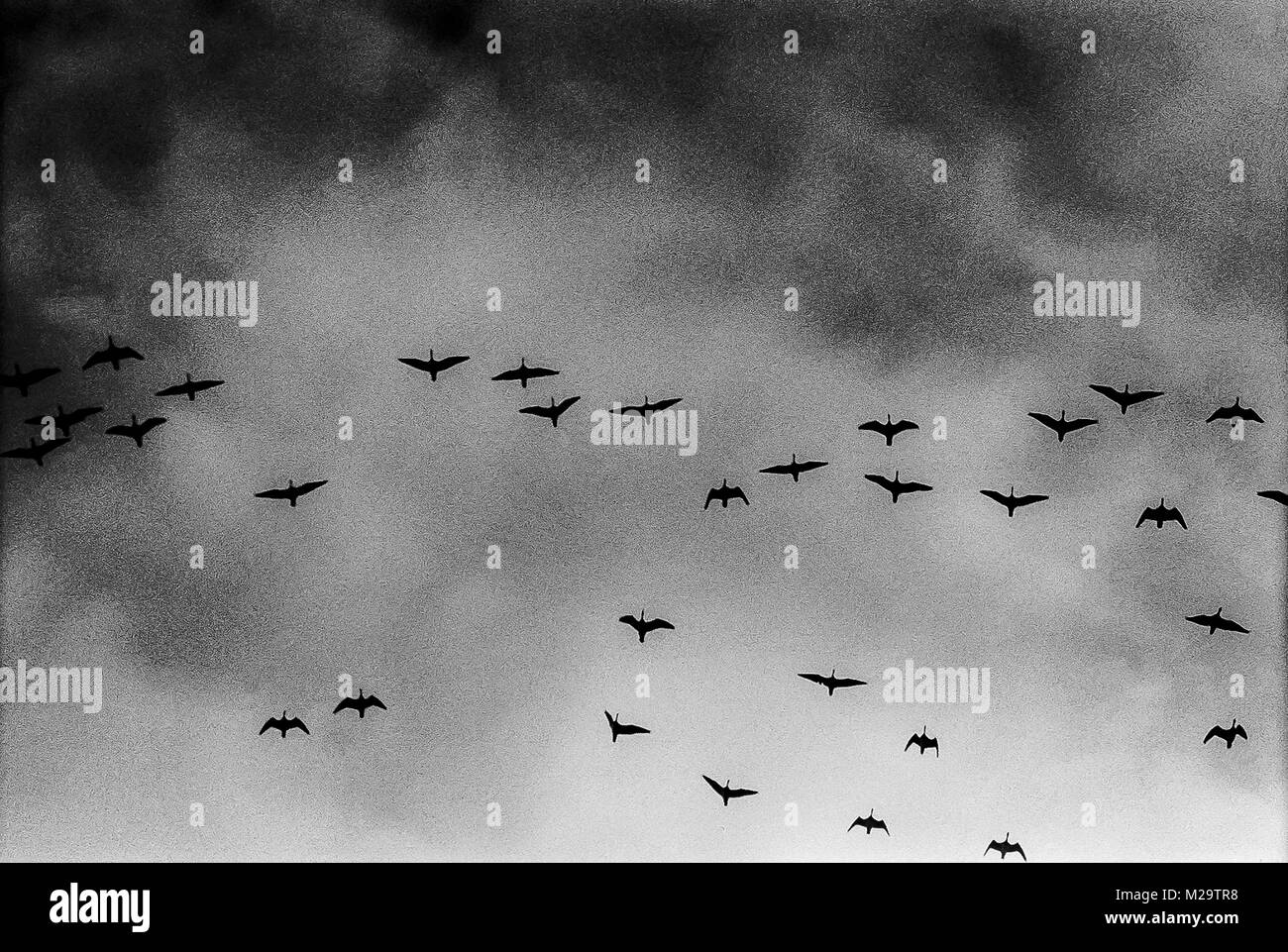 Bird battenti alto sopra in bianco e nero Foto Stock