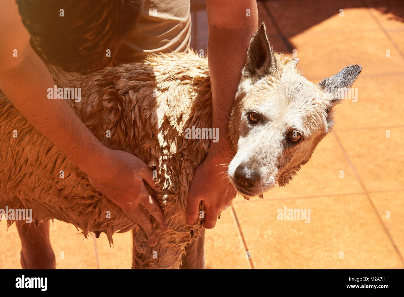 Marrone di essiccazione big dog sulla giornata di sole. La pulizia di toelettatura cani di servizio Foto Stock