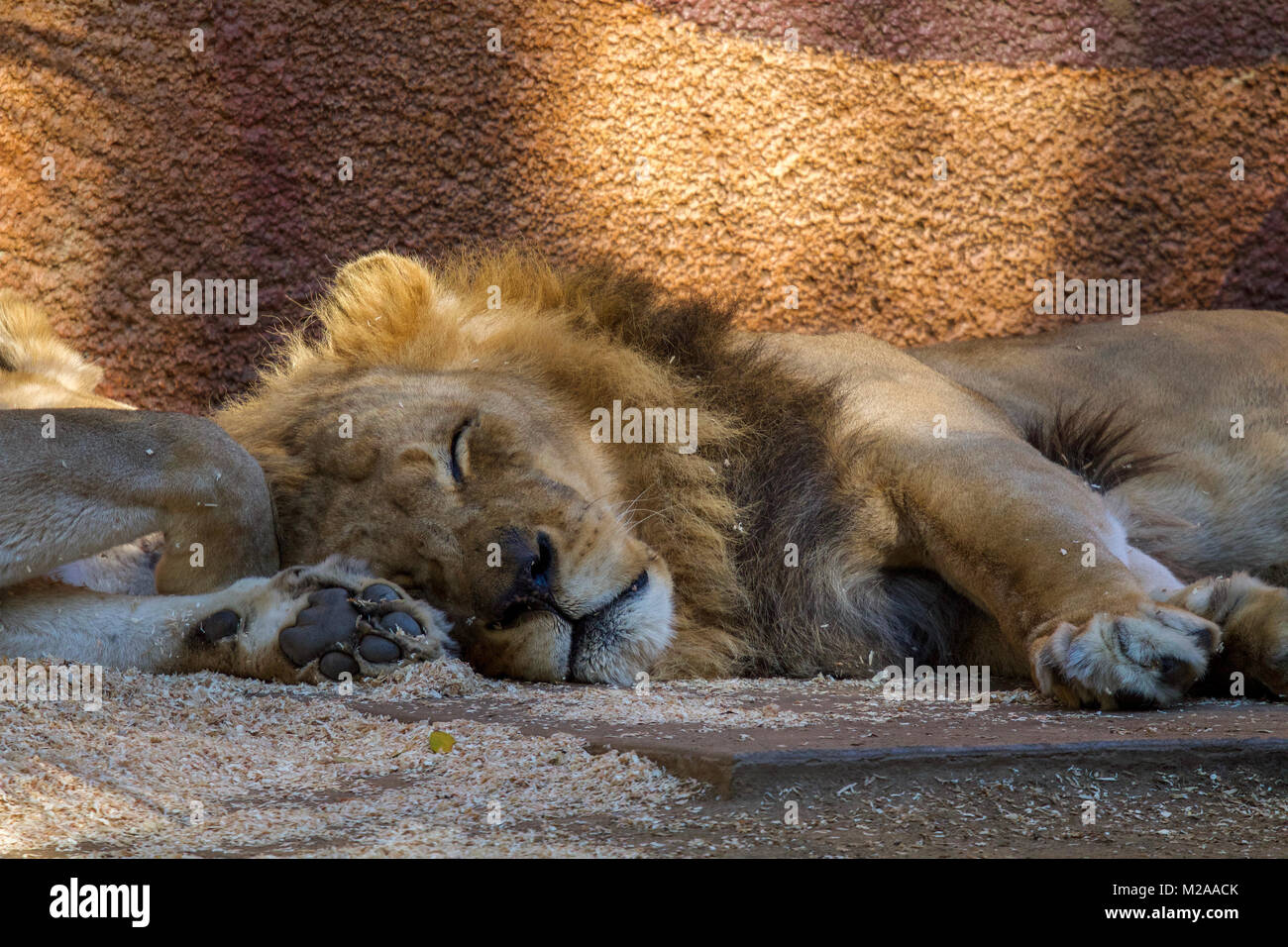 Maschio Sleeping Lion in ombra Foto Stock