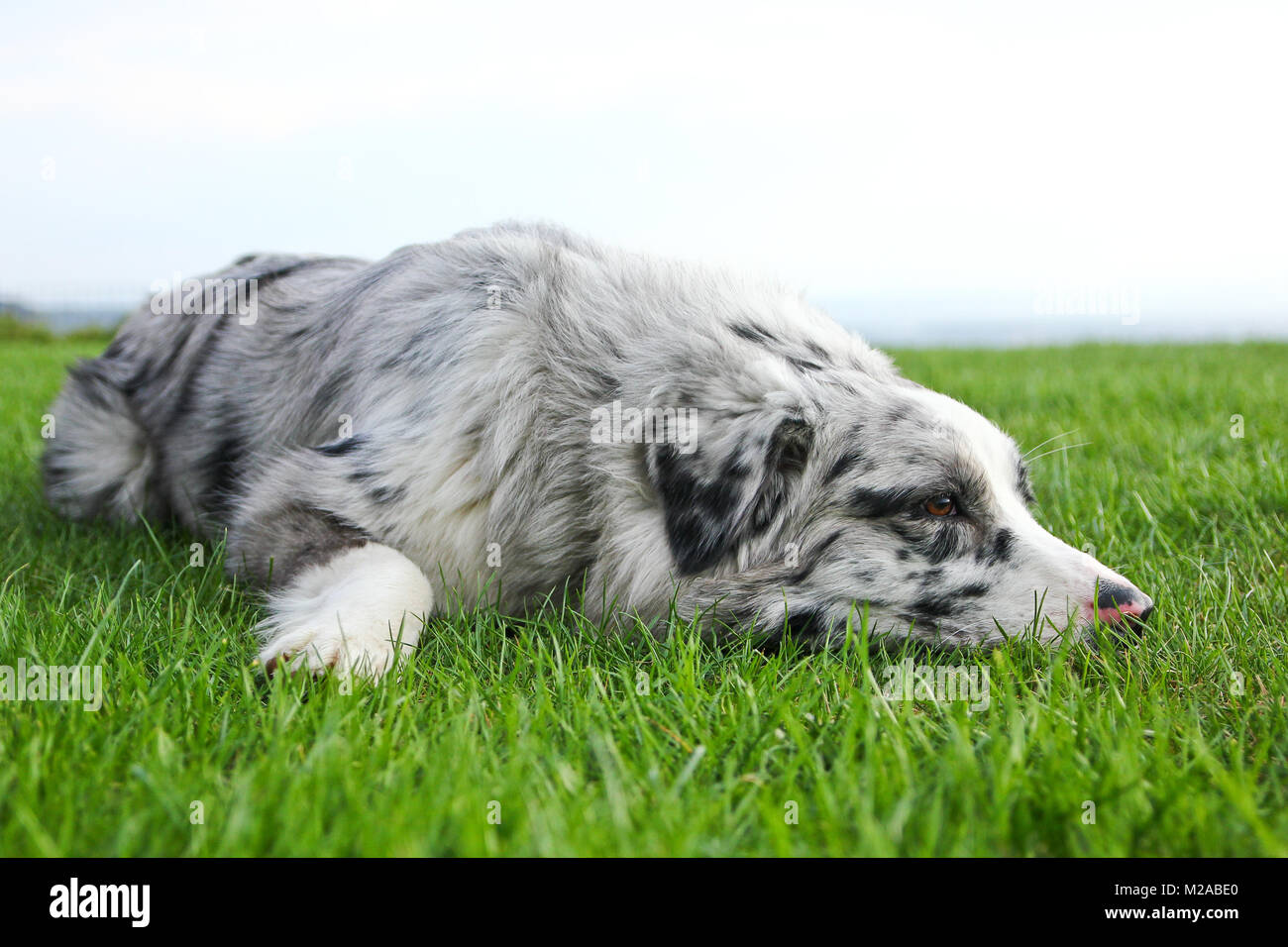 Carino pastore australiano sdraiati sull'erba e guardando soddisfatti e felici. Foto Stock