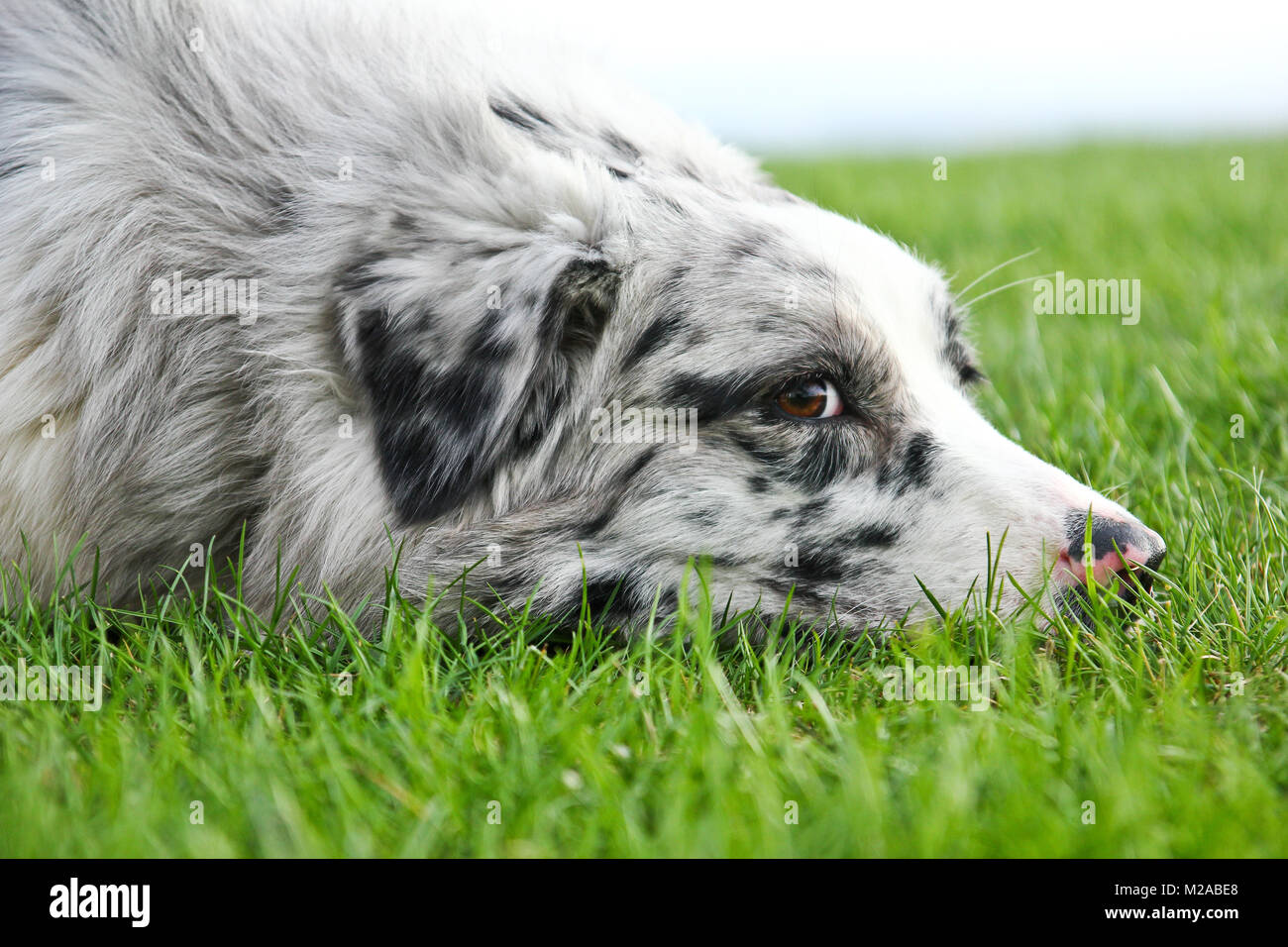 Carino pastore australiano sdraiati sull'erba e guardando soddisfatti e felici. Foto Stock
