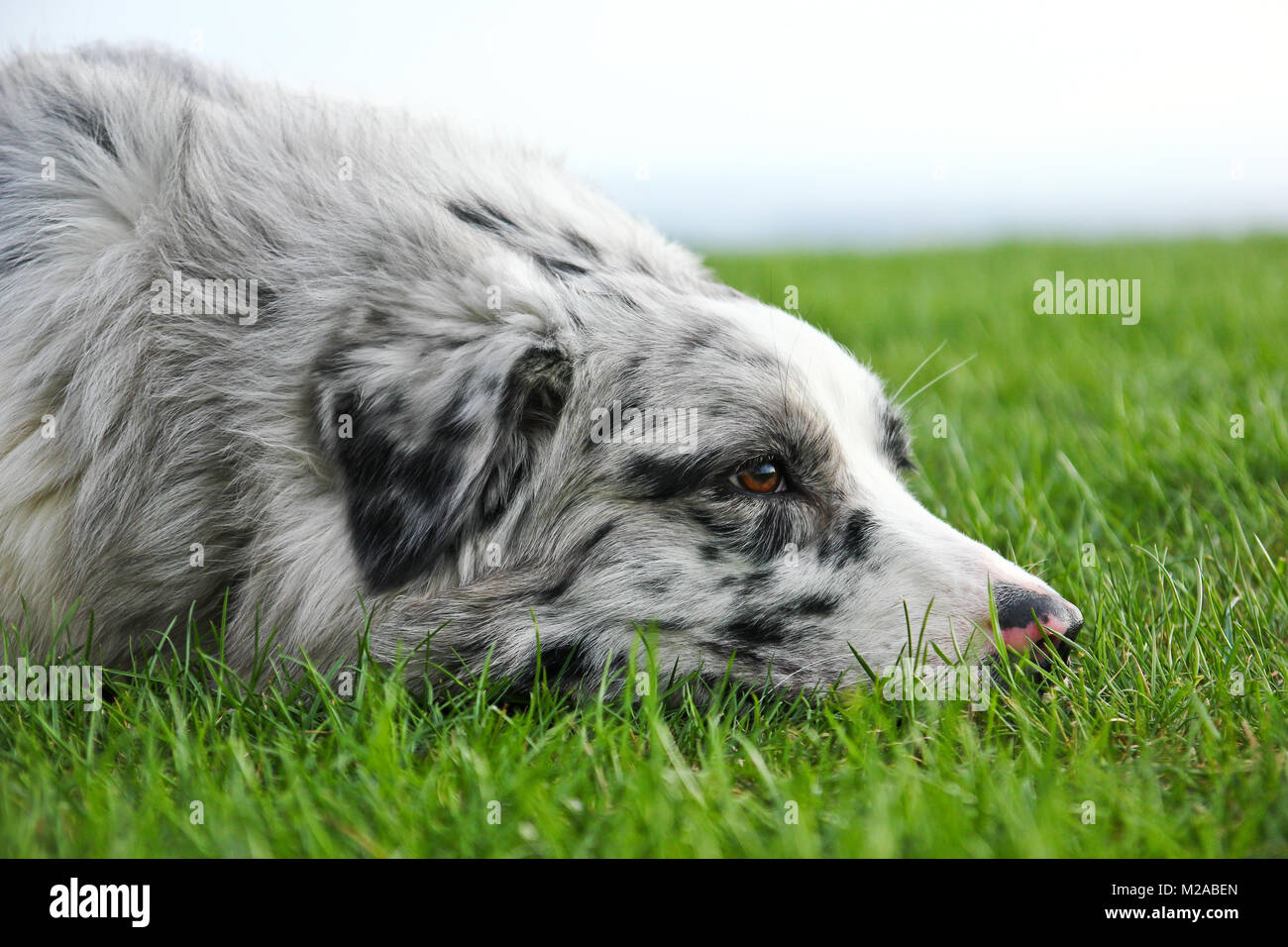 Carino pastore australiano sdraiati sull'erba e guardando soddisfatti e felici. Foto Stock