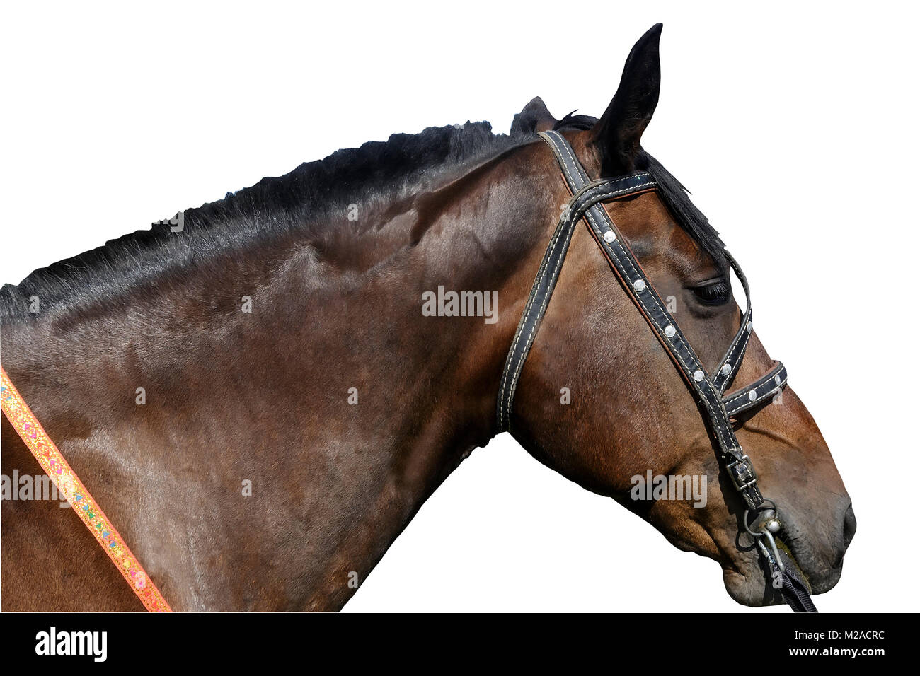 Testa di cavallo di close-up. Presentato su uno sfondo bianco. Foto Stock