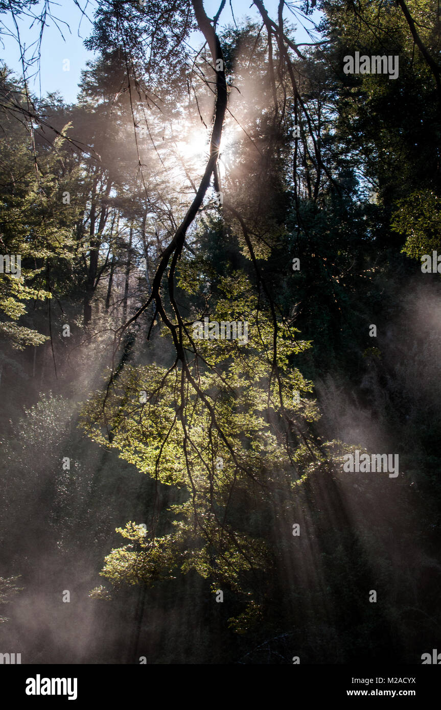 I raggi di luce del sole che filtra attraverso le foglie e rami di un albero vicino a Pucon, Cile Foto Stock