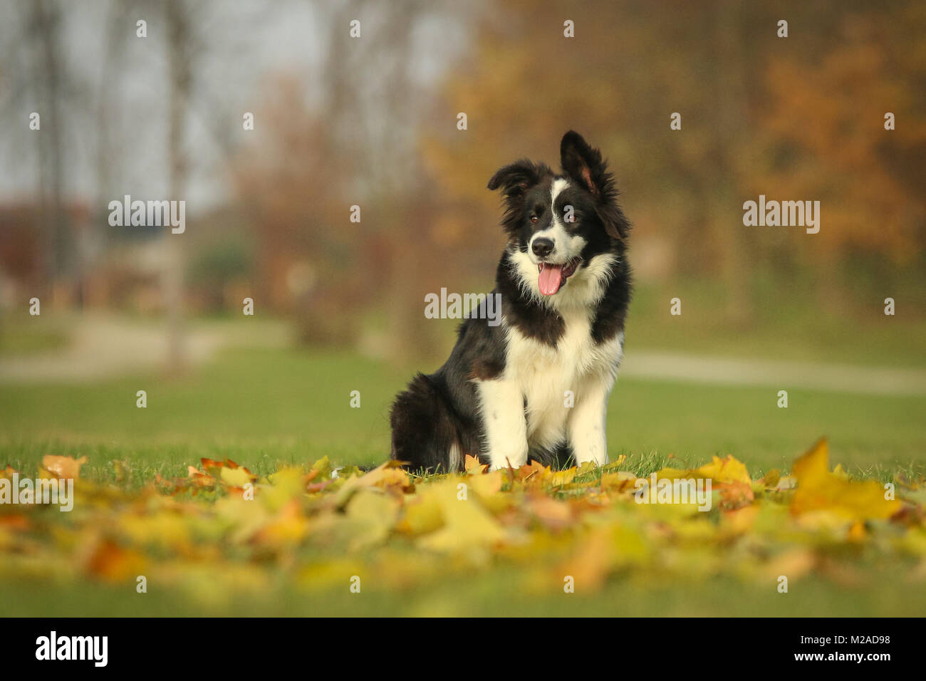 Una foto del giovane Border Collie cucciolo godendo la passeggiata nella natura. Foto Stock