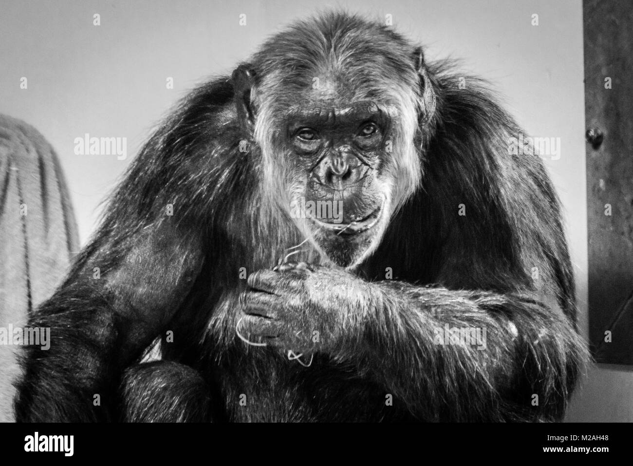 Uno scimpanzé fissando fotocamera, girato in bianco e nero Foto Stock