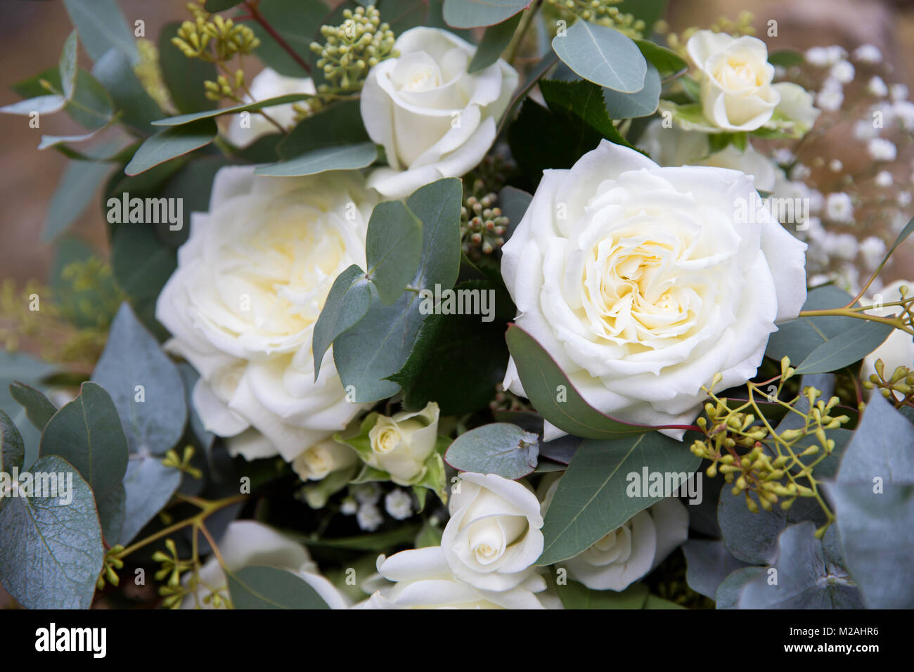 Composizione floreale con rose bianche, close-up Foto Stock