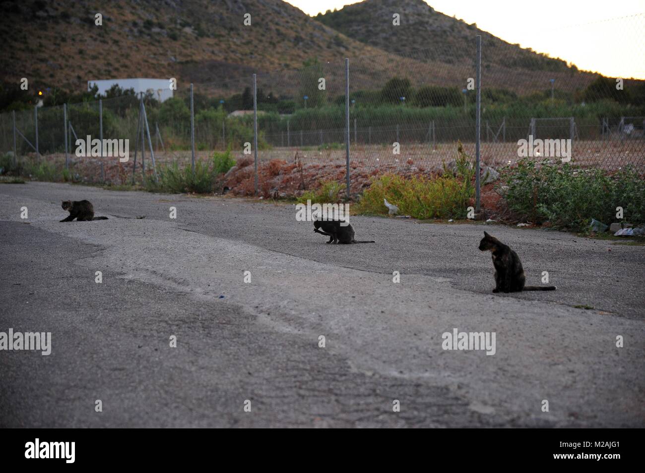 3 gatti selvatici vivono sulla discarica di rifiuti di fronte una montagna mostra il lato oscuro del turismo sulla costa mediterranea Foto Stock