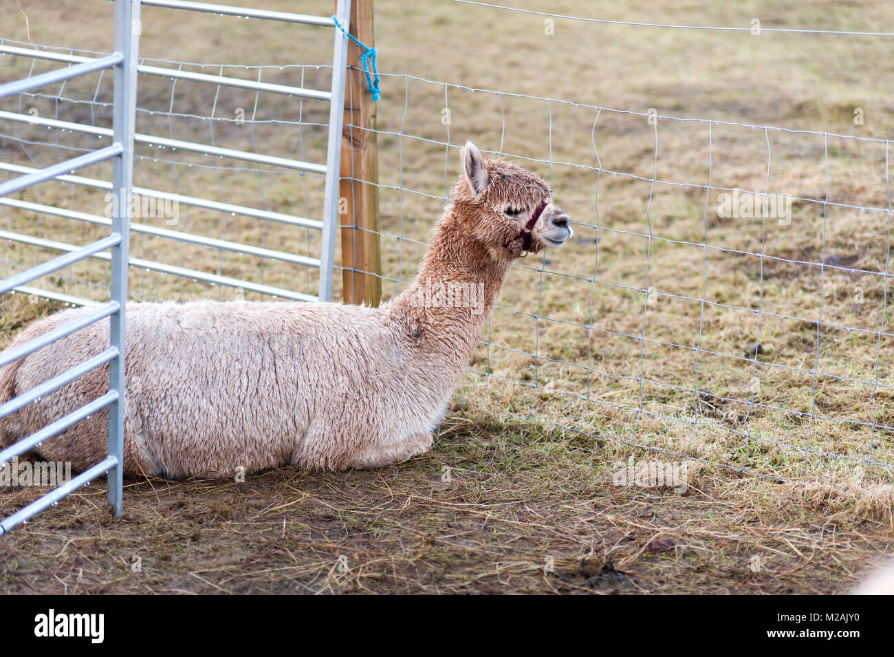 Alpaca in una fattoria alla periferia di Edimburgo Foto Stock