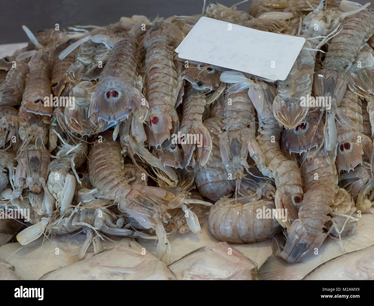 Canocchie (cicale) close-up sul banco del mercato del pesce. Il mantis arbusto è un bianco perlato-colore grigiastro, con due caratteristici viola s Foto Stock