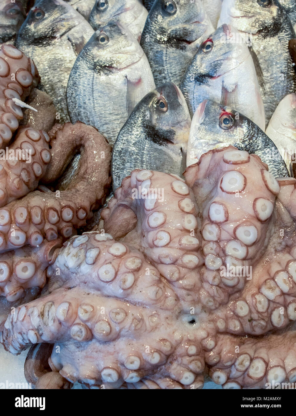 Primo piano della appena pescato il pesce fresco sul punto di approdo. Tentacoli di polpo sul mare Mediterraneo bass rug Foto Stock