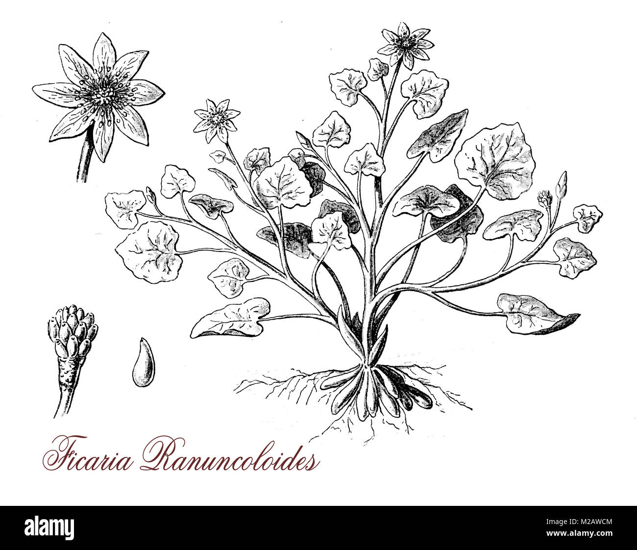 Vintage incisione di ficaria ranuncoloides, la fioritura delle piante con lucida jellow fiori, velenosi, letale se ingerito da animali allevati a pascolo Foto Stock