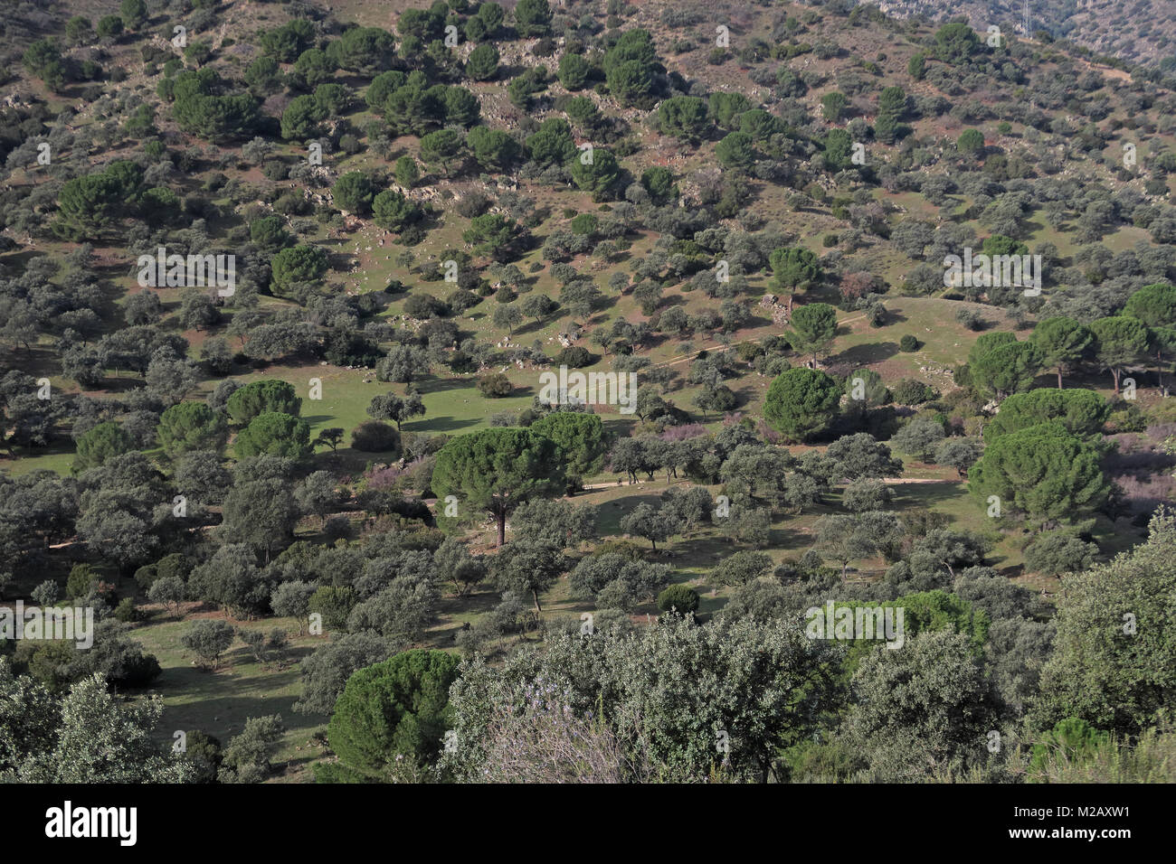 Vista su leggermente paesaggio boscoso Parque Natural Sierra de Andujar, Jaen, Spagna gennaio Foto Stock