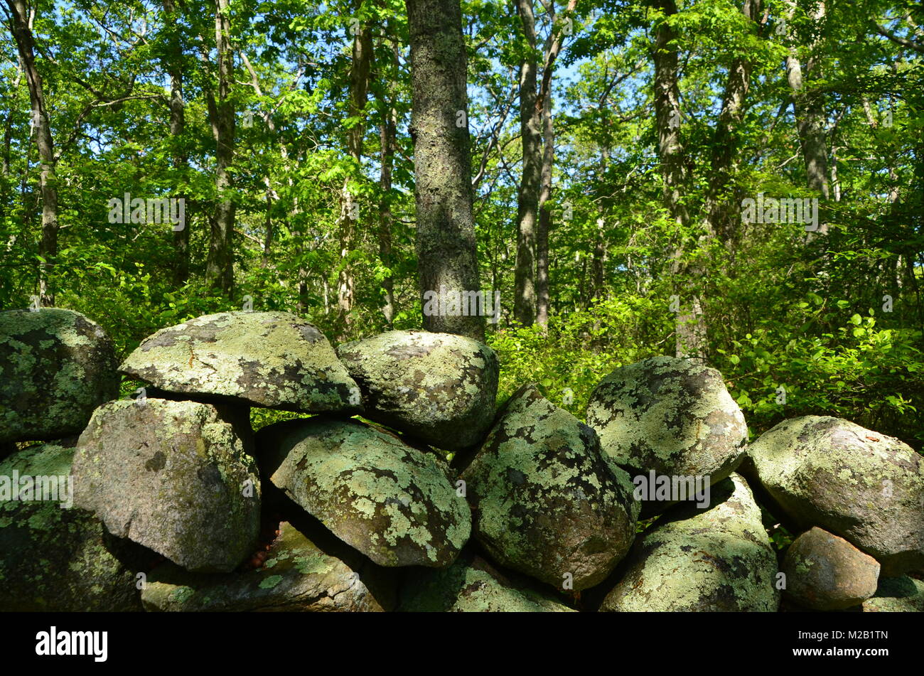 Una coperta di muschio secco muro di pietra Rhode Island USA Foto Stock