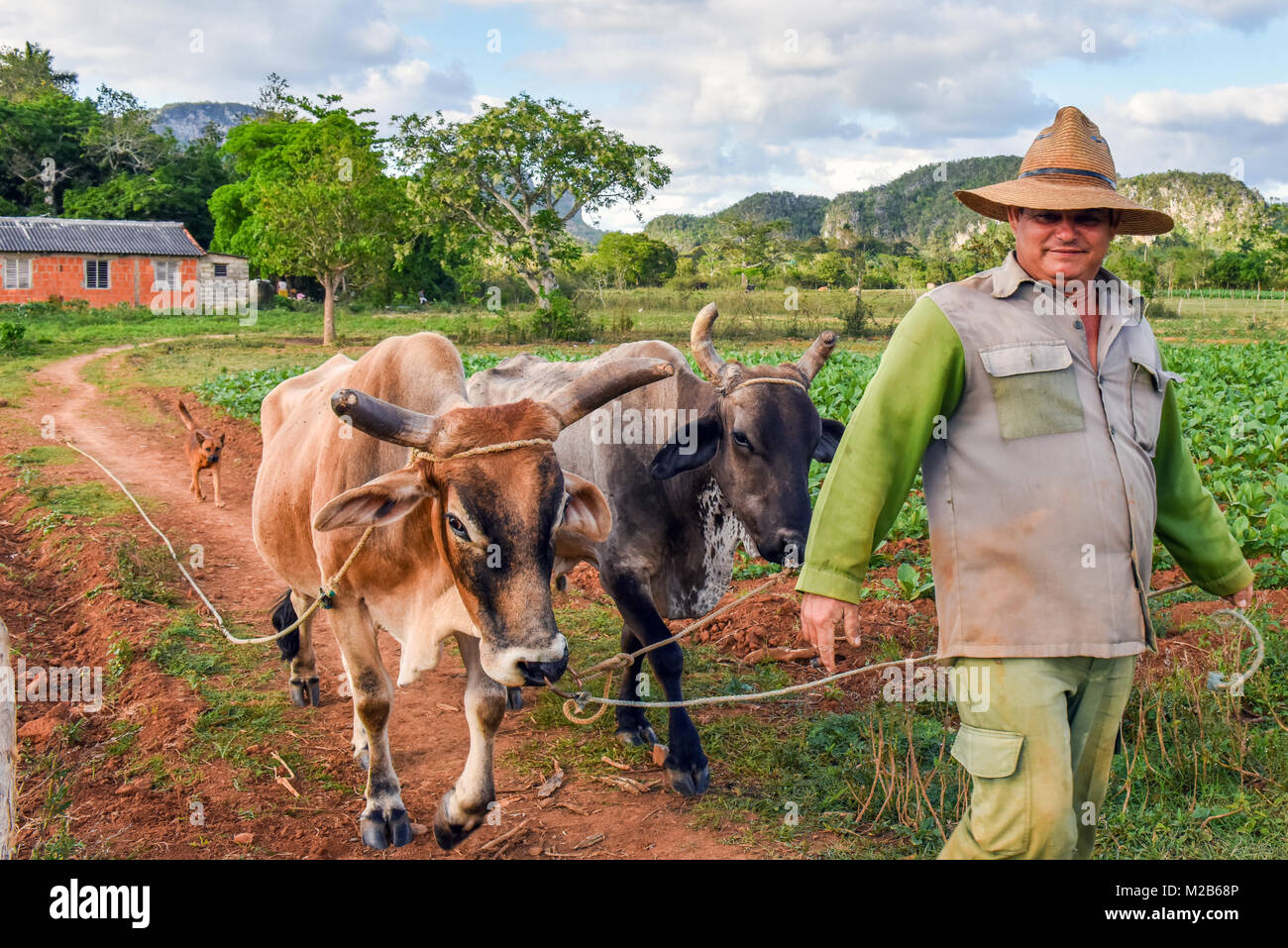 L'agricoltore cubano con Ox , Pinar Del Rio, Cuba Foto Stock