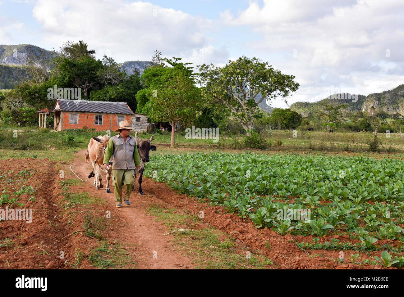 L'agricoltore cubano con Ox , Pinar Del Rio, Cuba Foto Stock