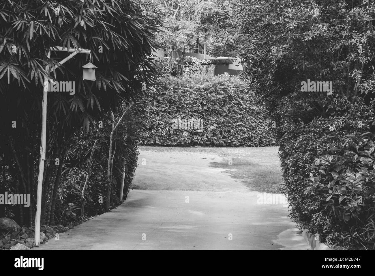 Abstract immagine in bianco e nero in calcestruzzo o sentiero pedonale fiancheggiata da alberi verdi che andare all'esterno parcheggio auto. Foto Stock
