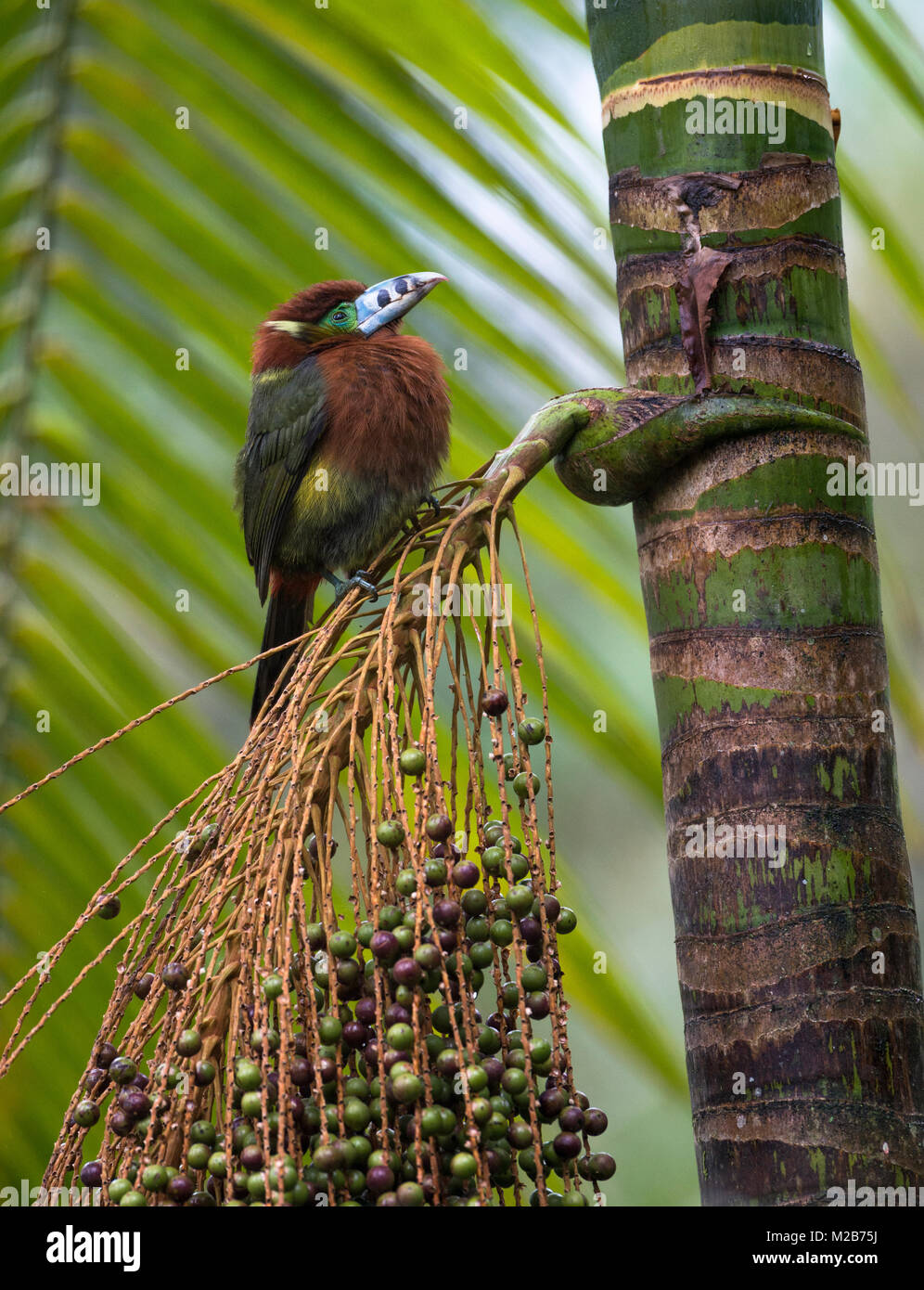Spot-fatturati Toucanet (Selenidera maculirostris) su un Palmito albero nella foresta pluviale atlantica Foto Stock