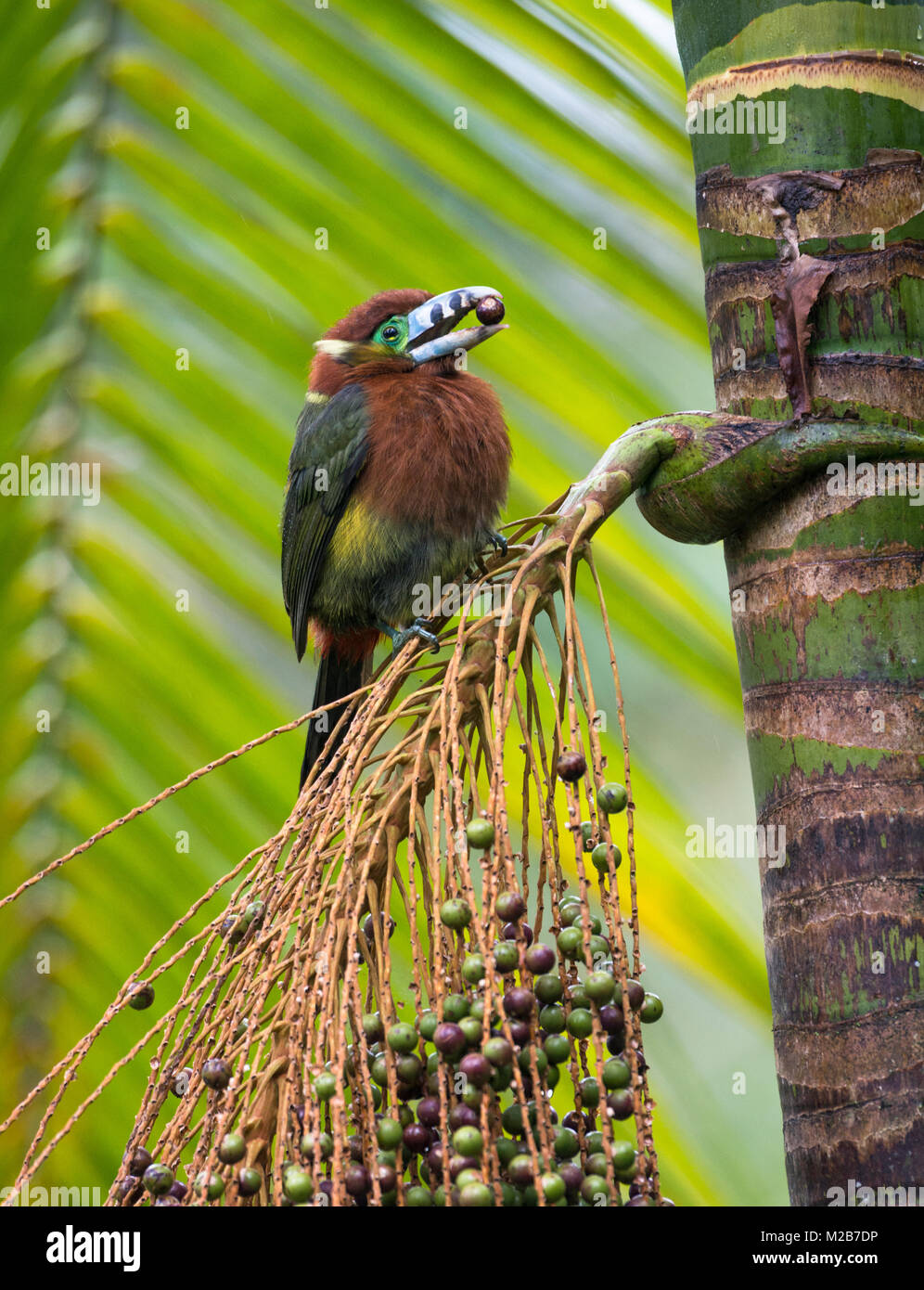 Spot-fatturati Toucanet alimentazione su un Palmito albero nella foresta pluviale atlantica Foto Stock