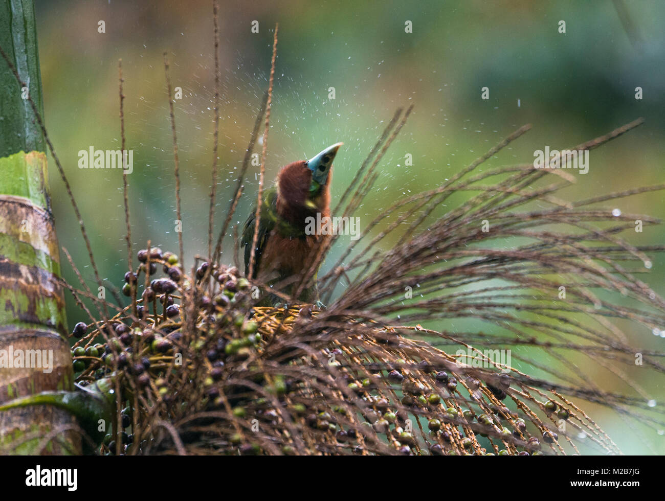 Spot-fatturati Toucanet getta via acqua nella foresta pluviale atlantica Foto Stock