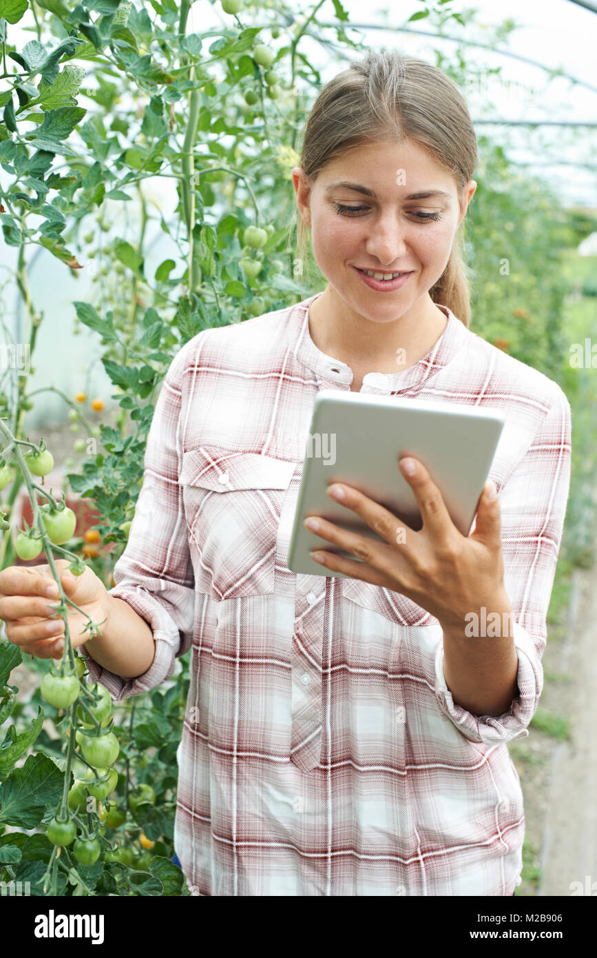 Donna scienziato con tavoletta digitale in serra la ricerca di colture di pomodoro Foto Stock