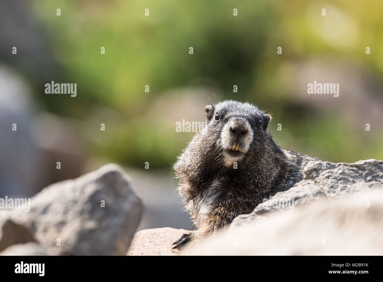 Carino marmotta che mostra i suoi denti mentre è seduto su una roccia Foto Stock