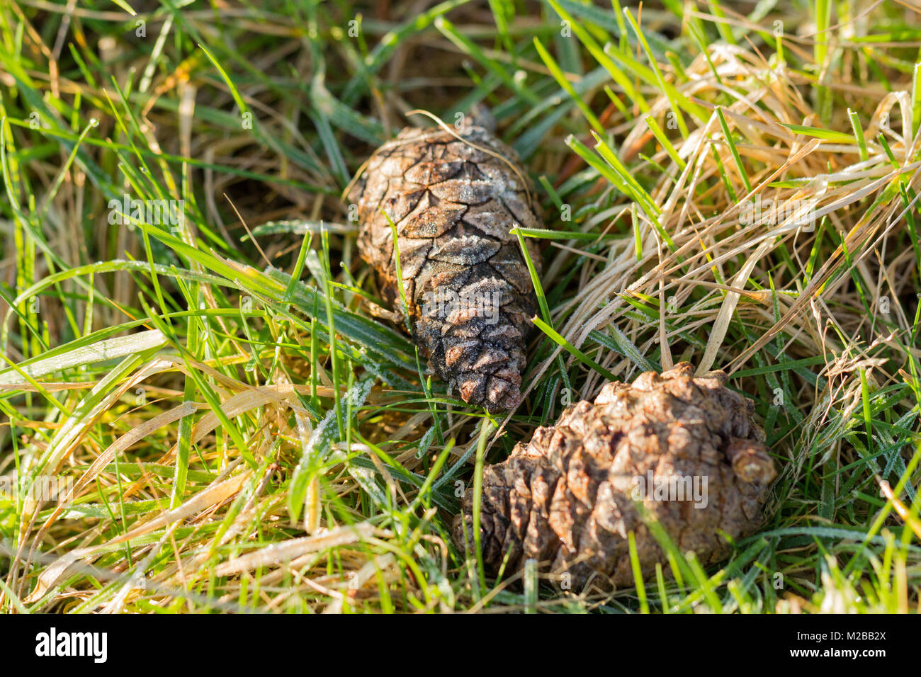 Due di pino silvestre coni giacente a terra in inverno, Dorset, Regno Unito Foto Stock