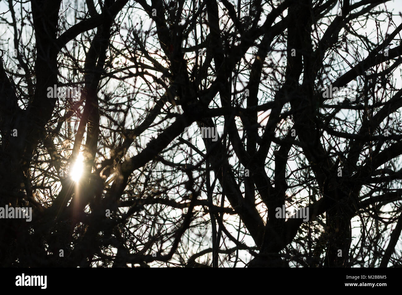 Sole che splende attraverso i rami degli alberi in silhouette su una mattina inverni, Dorset, Regno Unito Foto Stock