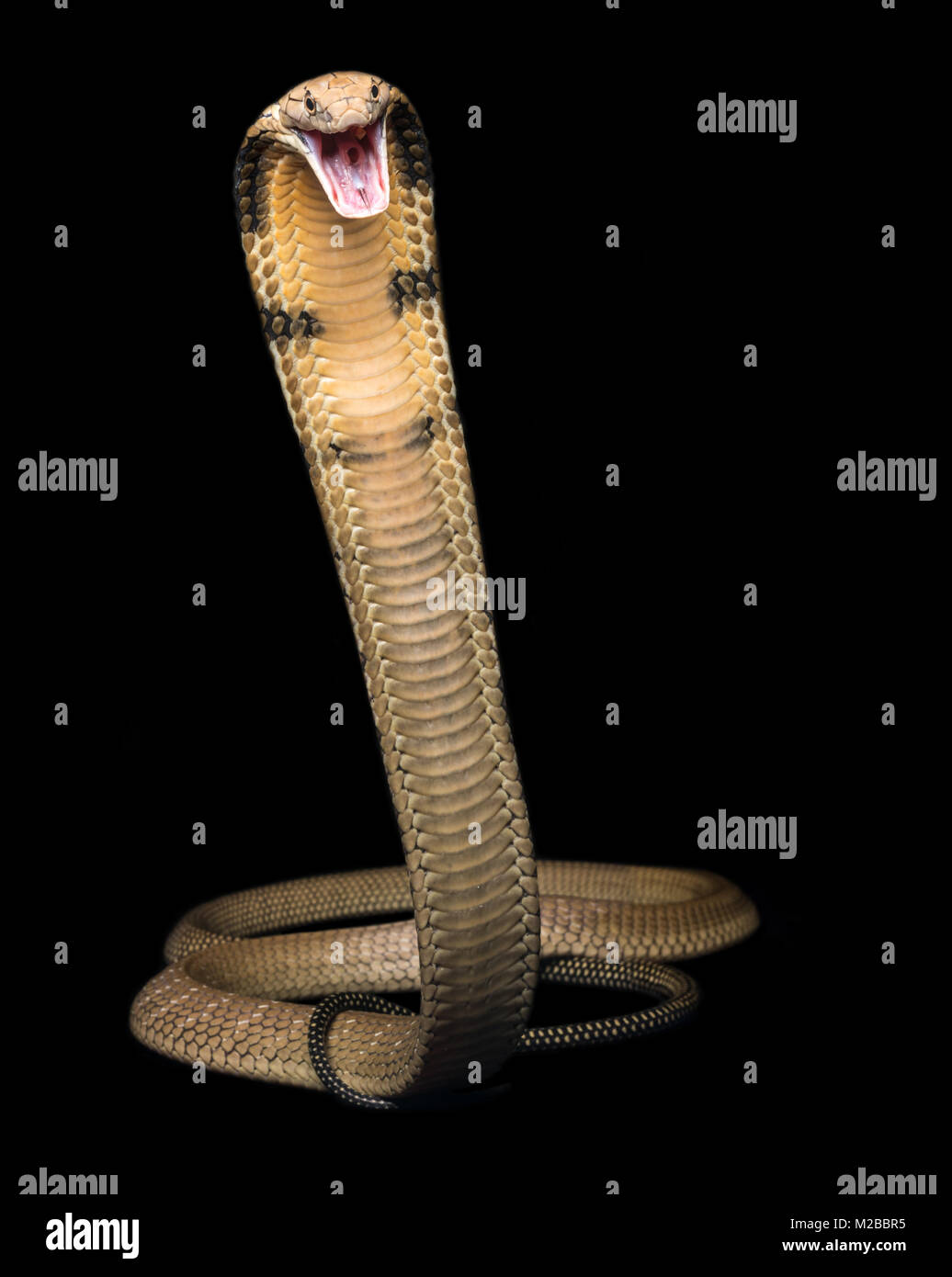 King cobra Foto Stock