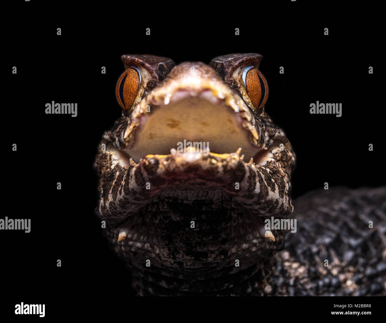 Paleosuchus palpebrosus / Cuvier nana del Caimano Foto Stock