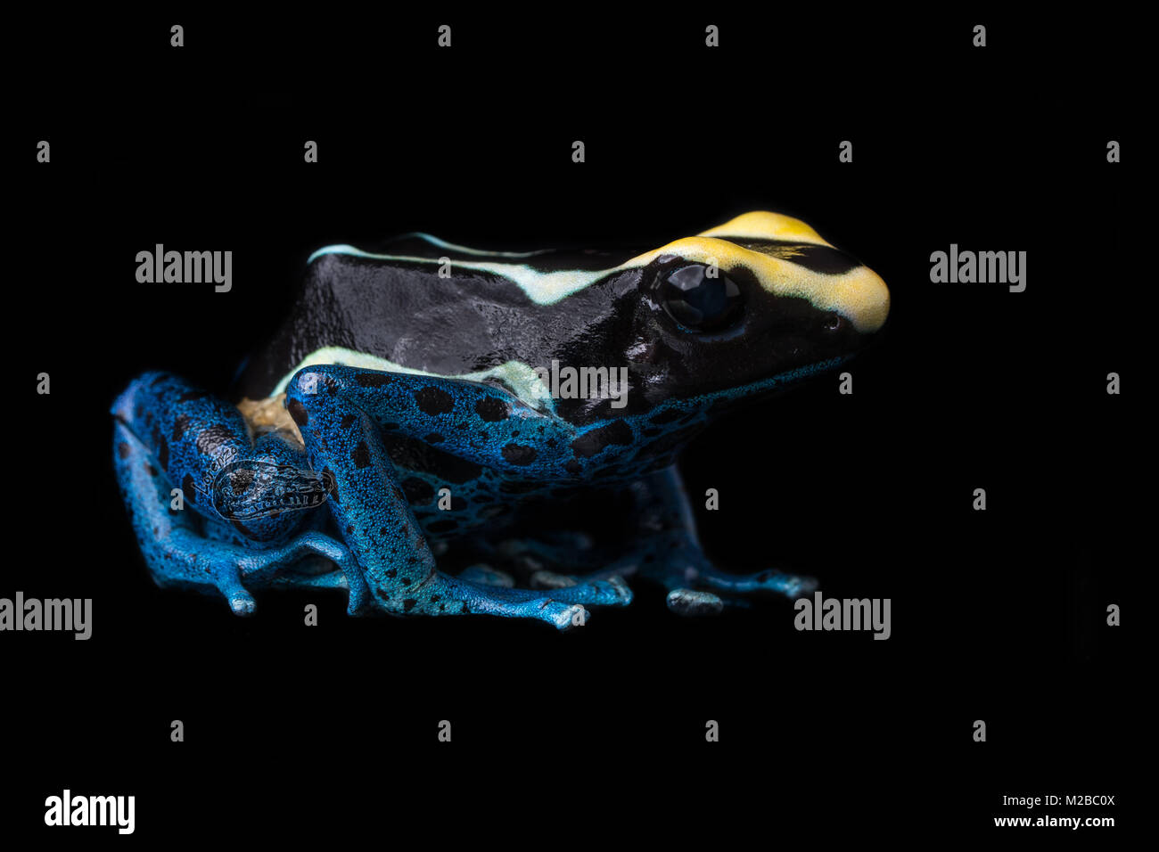 Dendrobates tinctorius / tintura rana dart Foto Stock